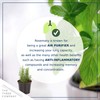 Live Aromatic and Edible Herb Assortment (Lemon Verbena, Eucalyptus, Mint,