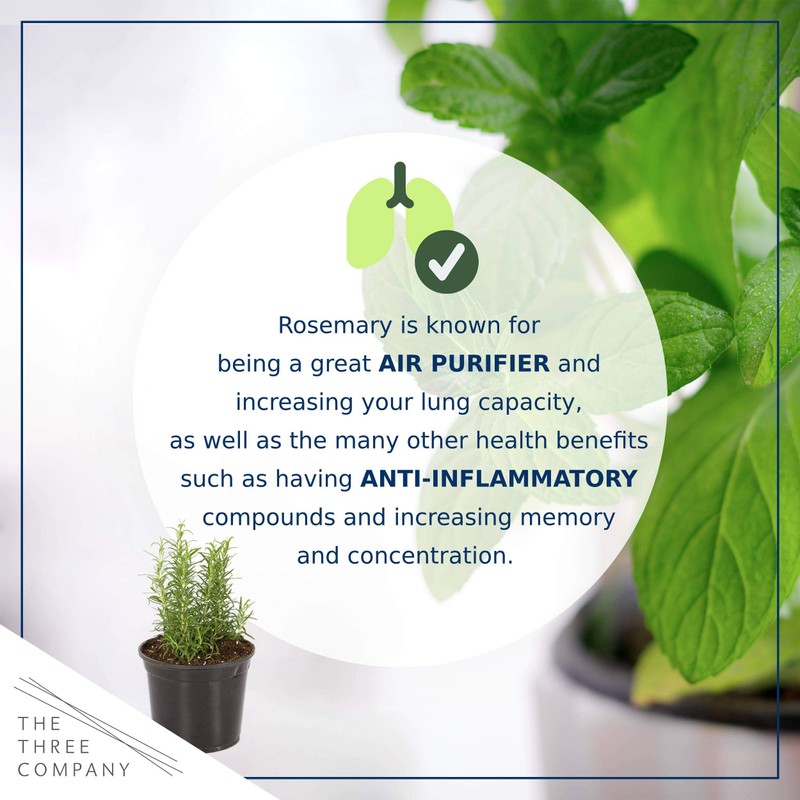 Live Aromatic and Edible Herb Assortment (Lemon Verbena, Eucalyptus, Mint,