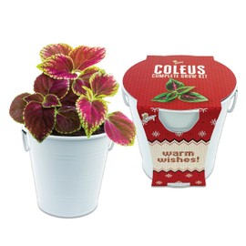BUZZY Seeds Coleus Houseplant Holiday Garden Grow Pail - Flower Starter Kit, Guaranteed to Grow, Best Indoor Grow Your Own Herbs, Flowers & Plants Gardening Gift, Great for Gifts, Favors, Parties