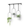 Umbra Triflora Hanging Planter for Window, Indoor Herb Garden, Set