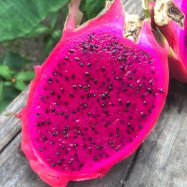 Cactus 50 Red Dragon Fruit Seeds Pitaya Pitahaya Hylocereus Undatus Cactus Grow Rare