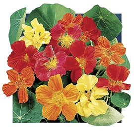 Park Seed Nasturtium Flower Plant Seeds, Easy to Grow, Perfect for Spring Garden, Whirlybird, Pack of 25
