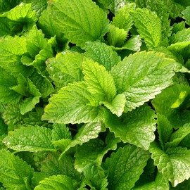 Seflore Lemon Balm Seeds for Planting, 5000 Mixed Herb Seeds, Non-GMO Heirloom Garden Seeds, Lemon Balm Herb for Planting Herbal Tea Gardens Indoors or Outdoors, Lemon Balm Herb Seeds
