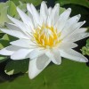 4 Pack Live Water Lily Tubers Plants Colorful Pond Freshwater