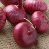 TomorrowSeeds - Ruby Red Onion Seeds - 1000+ Count -