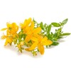 Nature Tea St. John's Wort C/S - Dried Hypericum perforatum