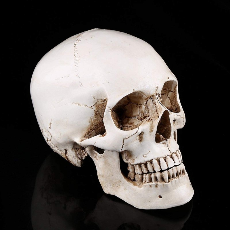 Human Skull Replica, 3-Piece Human Skull Model, Anatomical Model for