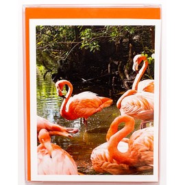 Bird Photography Smooth Note Cards 8 w/10 Colored Envelopes, Boxed Set (4.25"x 5.50") Blank Inside - Made in USA