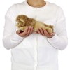 Carolata Lion Plush Toy (Parent/Male, Inspected 2 Degrees, Width 8.7