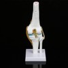 Oumefar Life Size Human Scientific Functional Anatomically Correct Knee Joint