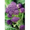 300 Purple Broccoli Seeds for Planting Heirloom Non GMO 1