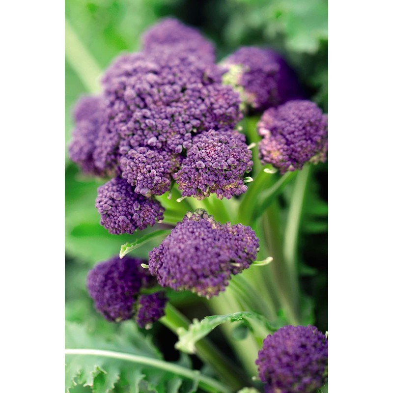 300 Purple Broccoli Seeds for Planting Heirloom Non GMO 1