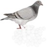 Brood Induced Pigeon Eggs, Fake 50 Pieces Plastic Pigeon Eggs