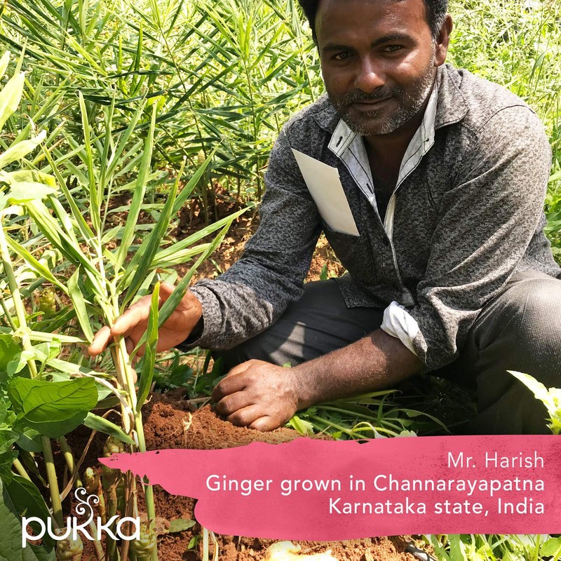 Pukka Organic Tea Bags, Elderberry & Echinacea Herbal Tea, Perfect