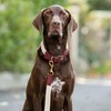 HUGO & HUDSON Luxury Dog Collar, Flat Rope and Leather