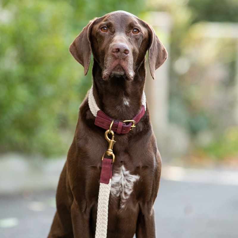 HUGO & HUDSON Luxury Dog Collar, Flat Rope and Leather