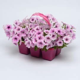 Outsidepride 30 Seeds Annual Petunia Shock Wave Spreading Pink Vein Garden Flower Seeds for Planting