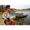 Berkley Power Wiggler 3.5" Bass PBCPWIG3.5-BAS Black Bass Kimken Design
