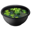 SUDO S-5622 Aisumi Star Pet Round Pot of Medaka