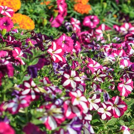 Outsidepride Petunia Multiflora Star - 500 Seeds