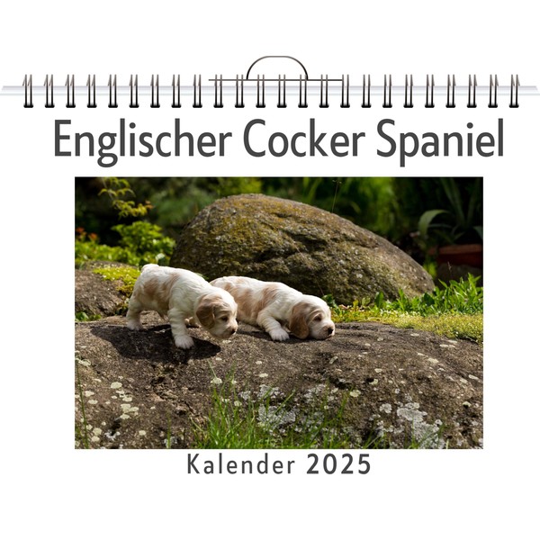 Englischer Cocker Spaniel - (Wandkalender 2025, Kalender DIN A4 quer,