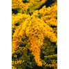 Goldenrod Tea Herb - Natural, Cut & Dried Solidago Virgaurea