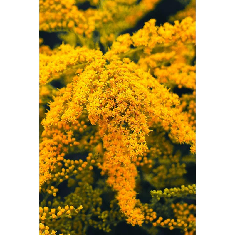Goldenrod Tea Herb - Natural, Cut & Dried Solidago Virgaurea