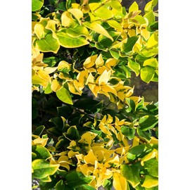 Ligustrum Japonicum Howardi I 1 Large Gallon Size Plant I Variegated Privet Howard I Quality, Evergreen Japanese Privet Shrub for Ornamental Landscaping, Fast-Growing, Low-Maintenance