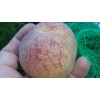 live plant Indian Blood Cling Peach grafted Bare root 1
