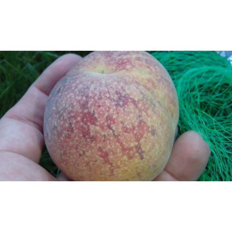 live plant Indian Blood Cling Peach grafted Bare root 1