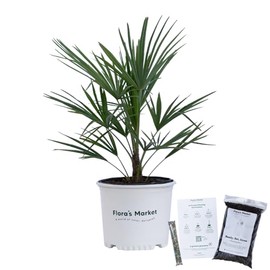 Windmill Palm Tree - 3 Gallon - Includes Planting Kit
