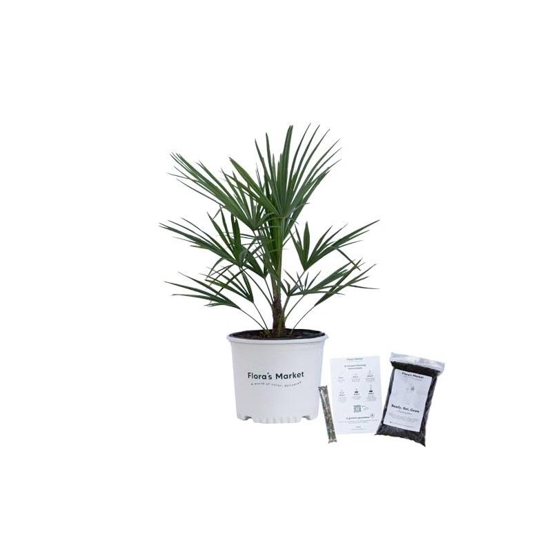 Windmill Palm Tree - 3 Gallon - Includes Planting Kit