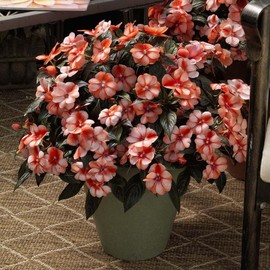 Outsidepride New Guinea Orange Sweet Impatiens Seeds - 50pcs High-Density, Annual Flower Seeds for Planting Outdoors for Large Packs, Patio Containers, Hanging Baskets & Small Pots (AAS Winner)