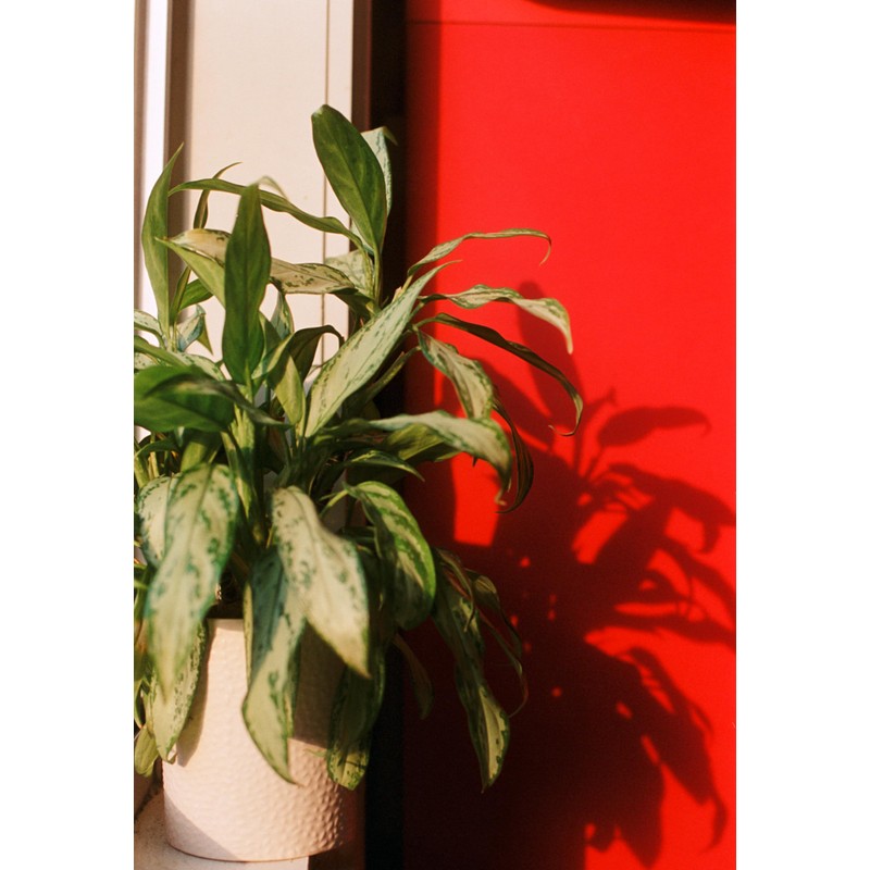 Reflx Lab 250D 35mm Color Negative Film