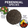 Plains Coreopsis Seeds – Native Flowers – Extra Large Packet