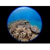 Fisheye Converter FCON-T02 (TG-5/TG-6/TG-7/Macro Photo/Underwater Shot/Outdoor)