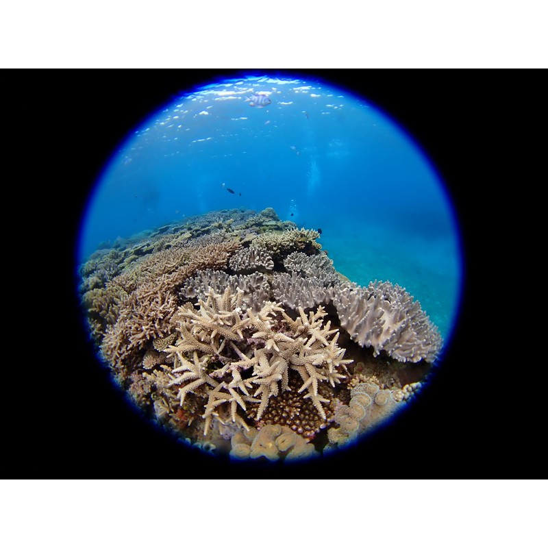 Fisheye Converter FCON-T02 (TG-5/TG-6/TG-7/Macro Photo/Underwater Shot/Outdoor)