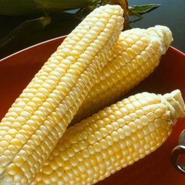 Sugar Buns Hybrid Corn Garden Seed - 10 g Packet ~50 Seeds - Non-GMO, Sugary Enhanced (SE), Vegetable Gardening Seeds - Yellow Sweet Corn