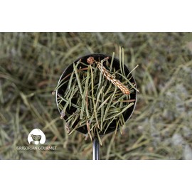 Pine Needle Herbal Tea | Wild-Harvested | 1 oz (30g) | Sustainably Foraged in Vayots Dzor, Armenia | Naturally Air-Dried, Crisp & Resinous Infusion | Premium Hand-Gathered Botanical