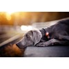 Orbiloc Dual Flashing/Solid Safety LED Light for Dogs - High