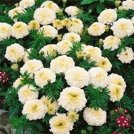 zellajake Rare Flower Seeds 200 Kilimanjaro White African Marigold Flower Seeds