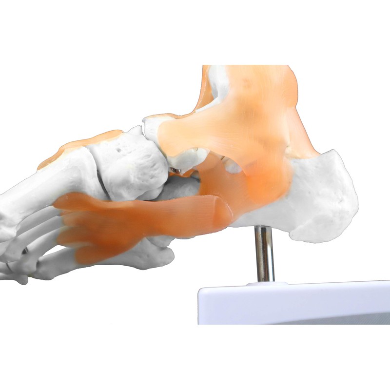 Isaac Technologies IC-B10240 Right Foot and Ankle with Ligaments