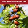 Premium Jujube Dates，Red Dates Organic1.5Lb(680g),Selected 100% Natural Dried Dates,Perfect for
