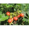 Rugosa Rose Hips WOW! 1/4 CUP RUGOSA ROSE Seeds -