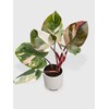 Bumble Plants Philodendron Red Medusa - Live Plant Easy Care,