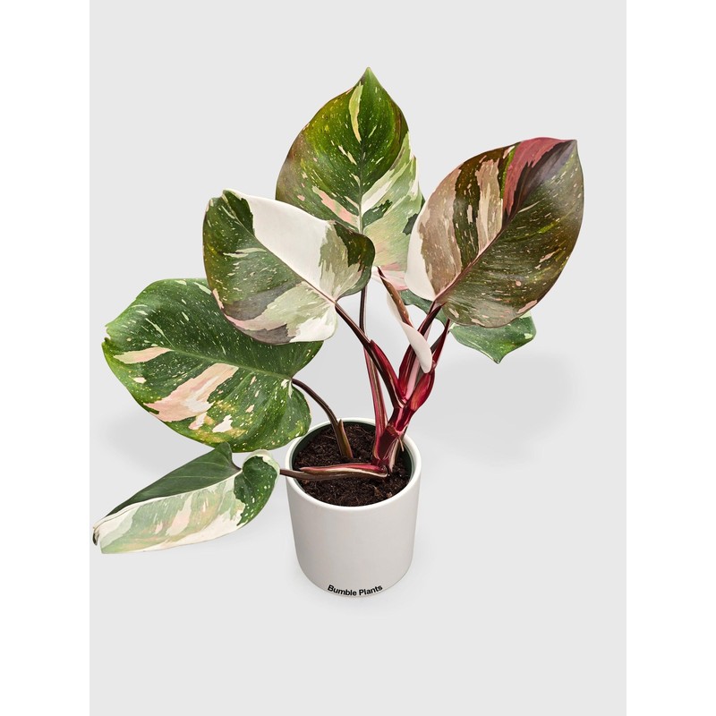 Bumble Plants Philodendron Red Medusa - Live Plant Easy Care,