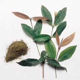 Creative Native Lemon Myrtle Ground