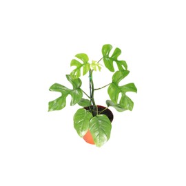 Mini Monstera - 8'' from California Tropicals