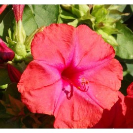 The Gardening World 75 Red Four O’Clock Flower Seeds Mirabilis jalapa