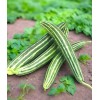 TomorrowSeeds Striped Armenian Cucumber Seeds | Painted Serpent Yard Persian